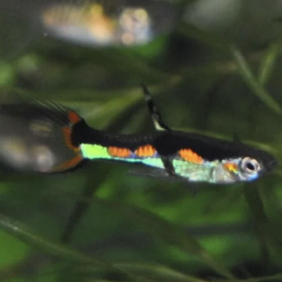 Endler Guppy - Orchid (Poecilia wingei)