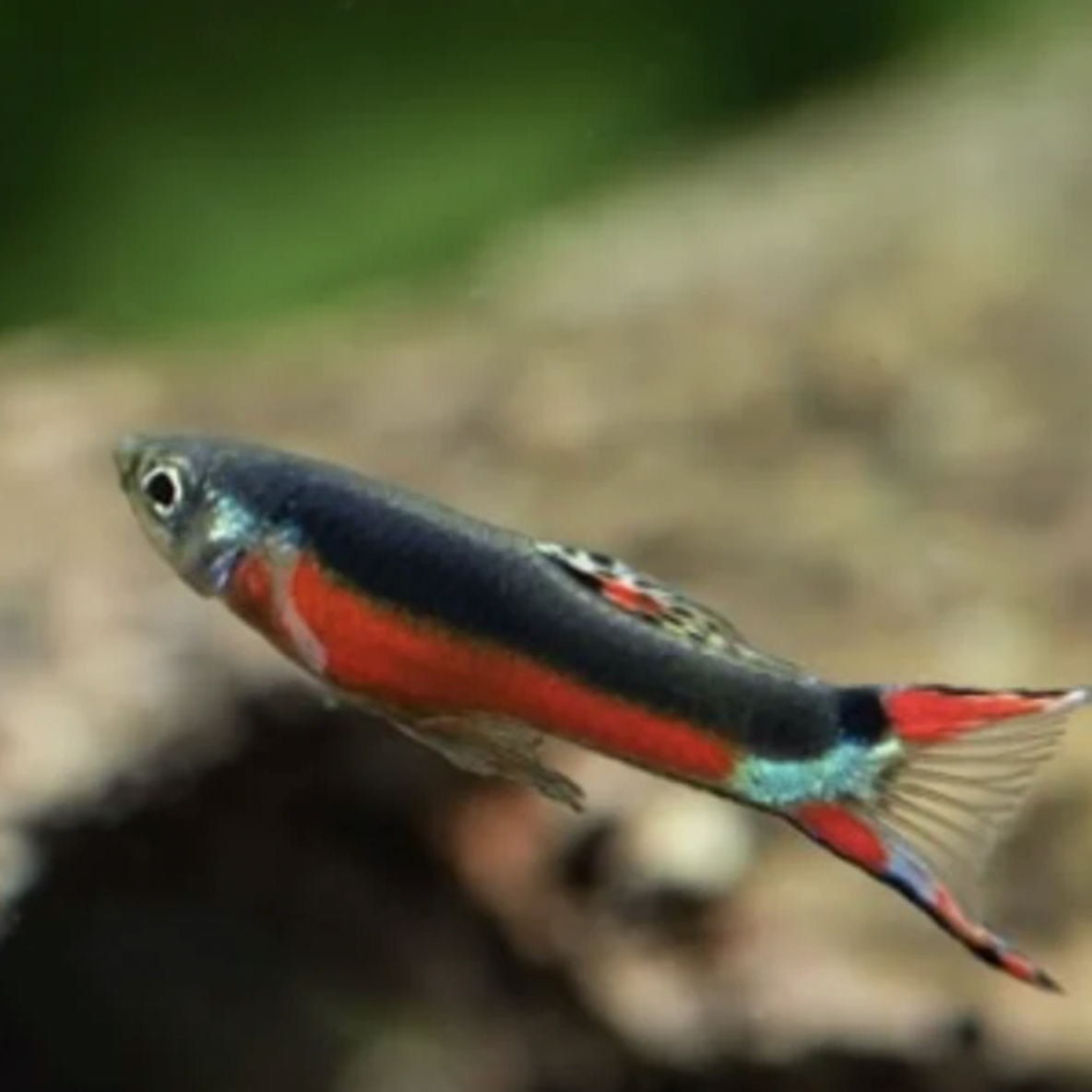 Endler Guppy - Santa Maria (Poecilia wingei)