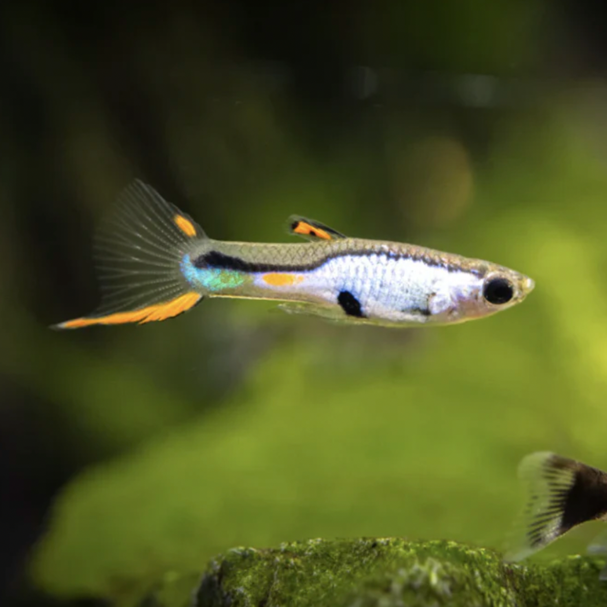 Endler Guppy - Silverado (Poecilia wingei)