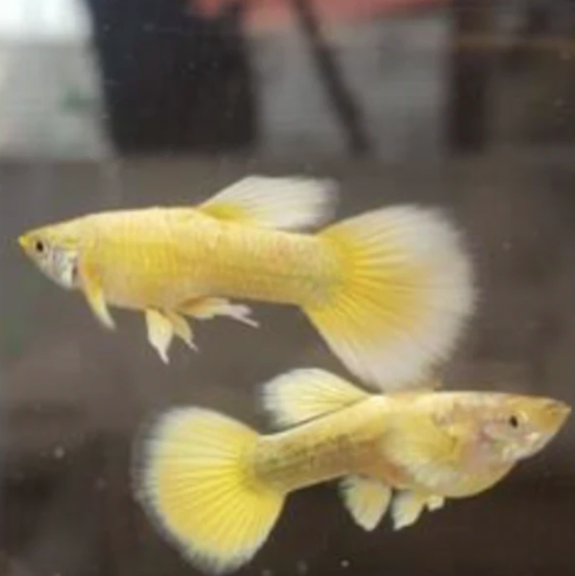 Guppy - 24K Gold (Poecilia reticulata)
