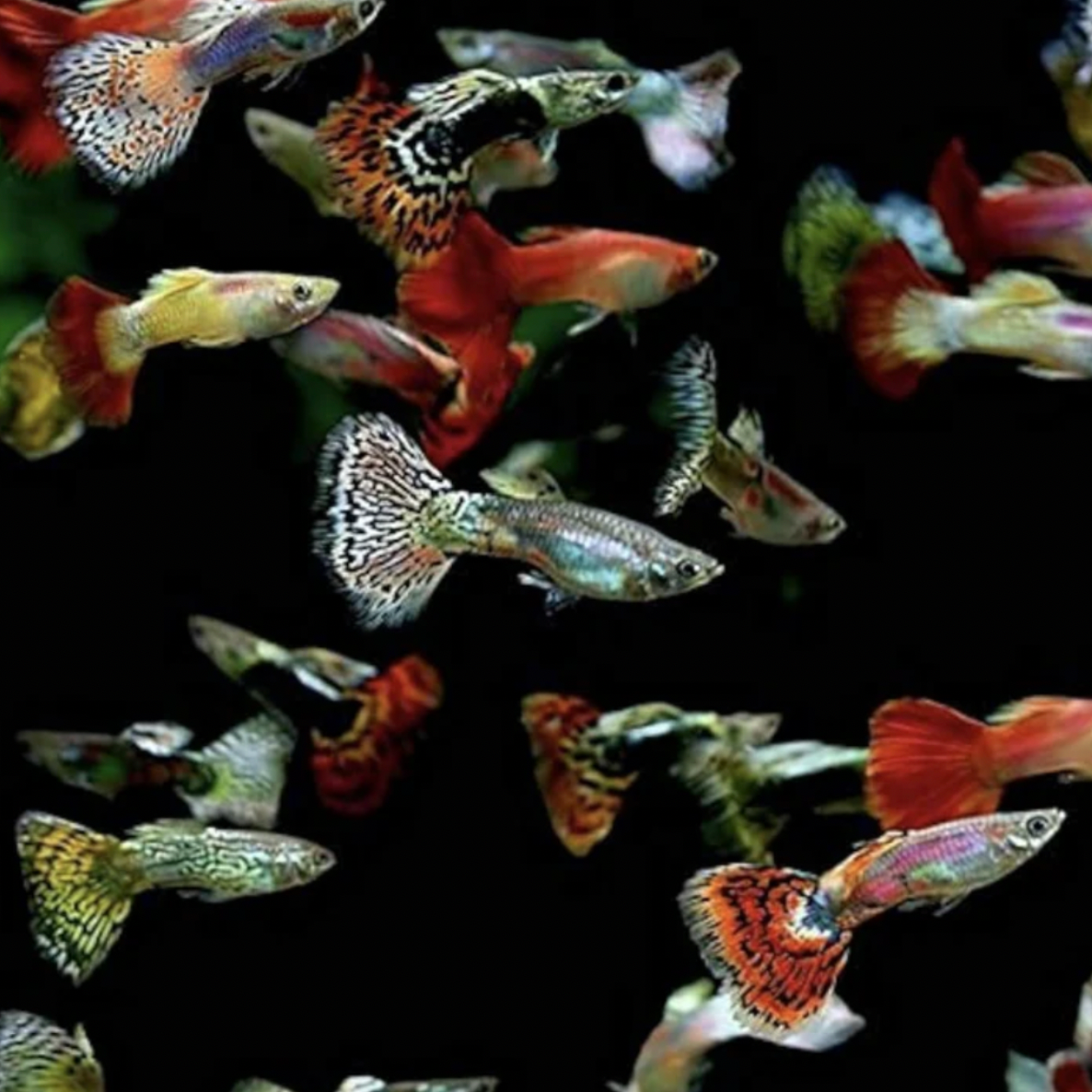 Guppy - Assorted (Poecilia reticulata)