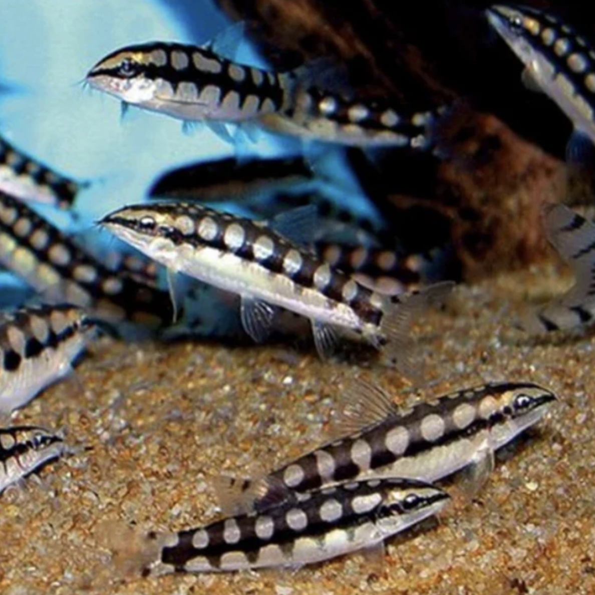 Loach - Dwarf Chain (Ambastaia sidthimunki)
