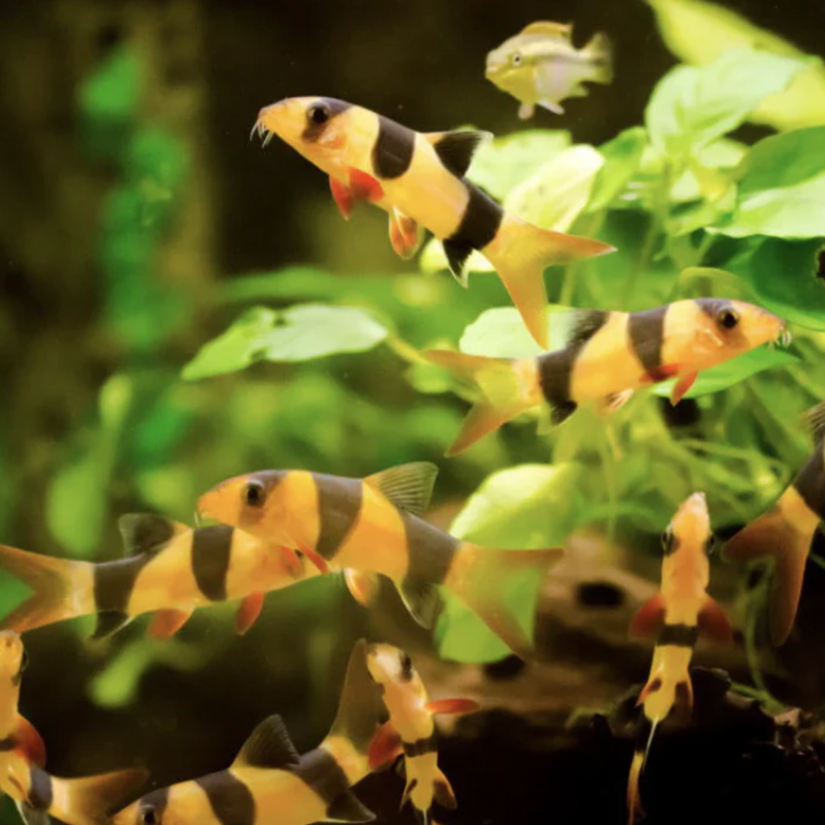 Loach - Clown (Chromobotia macracanthus)