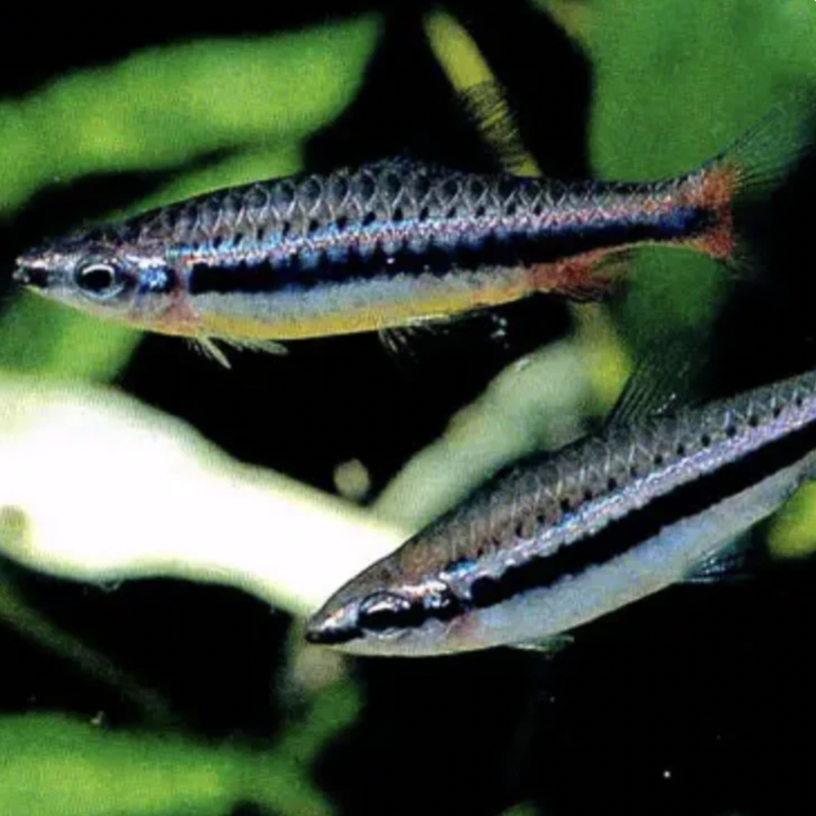 Pencilfish - Shining (Nannostomus nitidus)