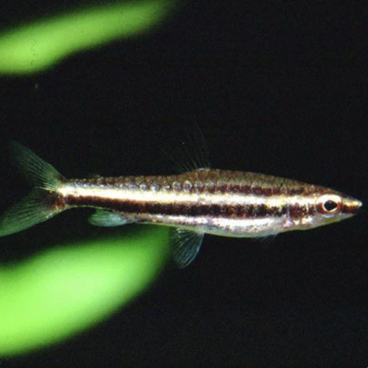 Pencilfish - Twin Stripe (Nannostomus digrammus)