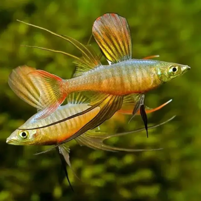 Rainbowfish - Threadfin (Iriatherina werneri)