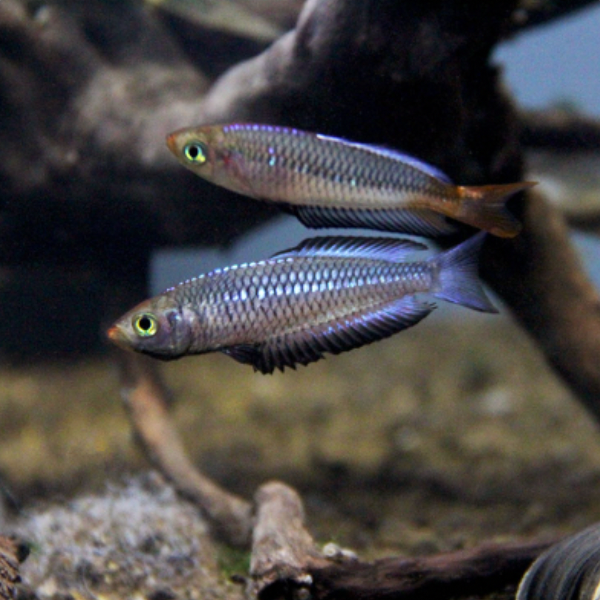 Rainbowfish - Ornate (Rhadinocentrus ornatus)