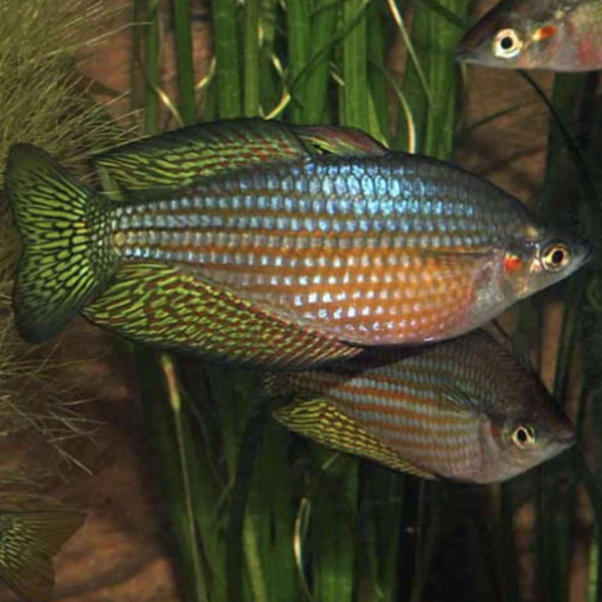 Rainbowfish - Mary River (Melanotaenia splendida inornata)