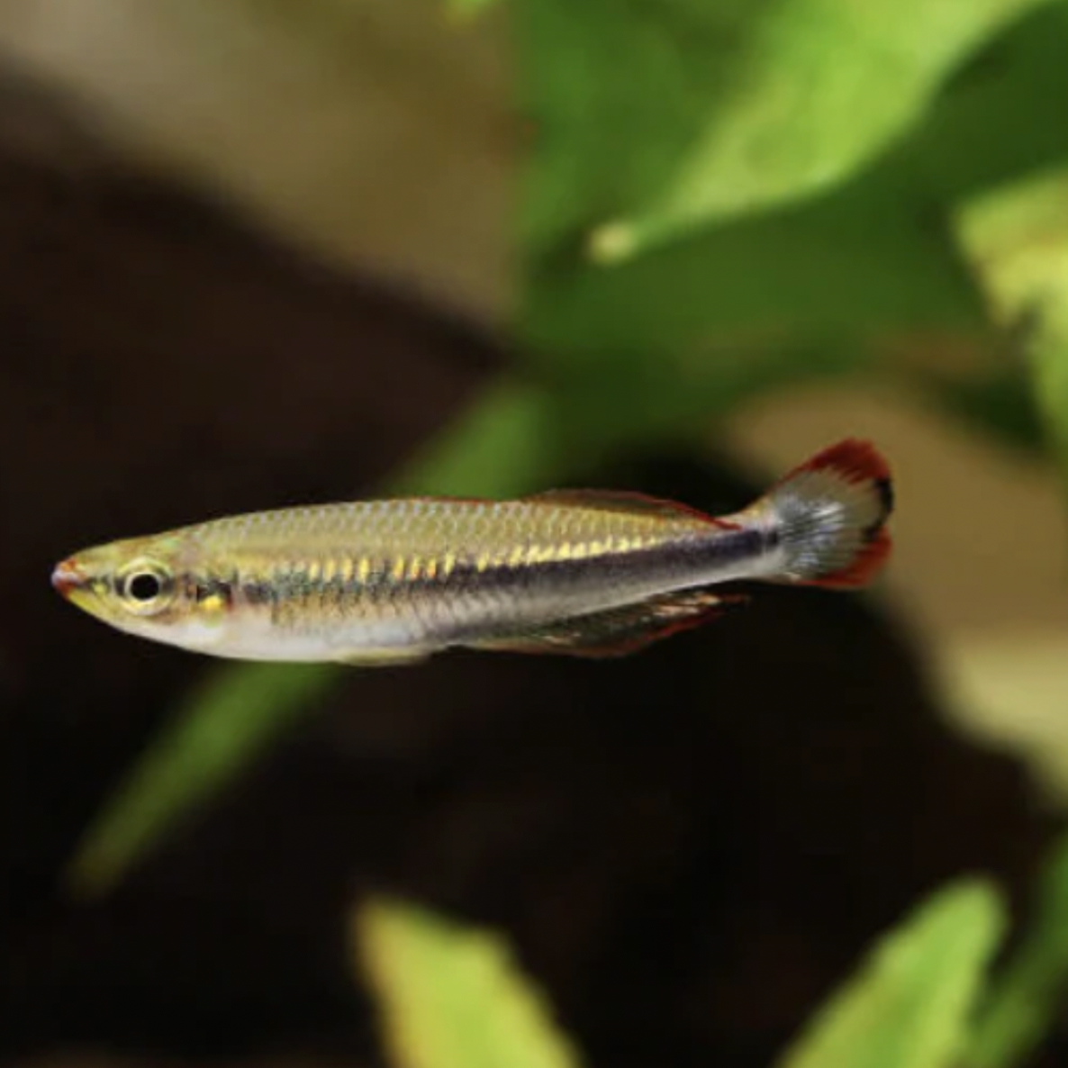 Rainbowfish - Madagascar (Bedotia geayi)