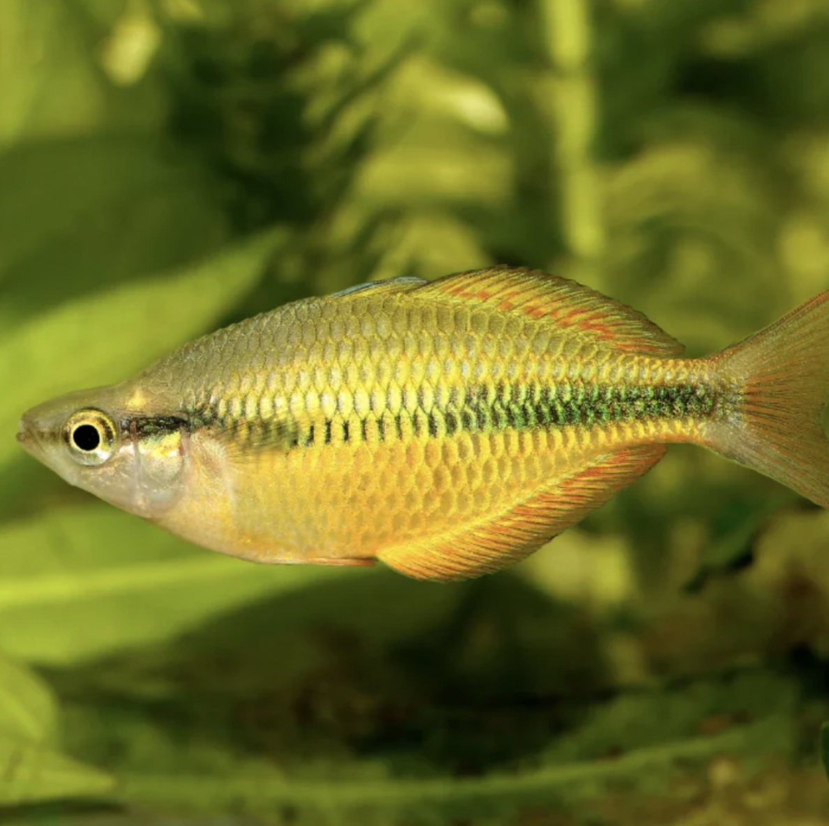 Rainbowfish - Lake Tebra (Melanotaenia herbertaxelrodi)