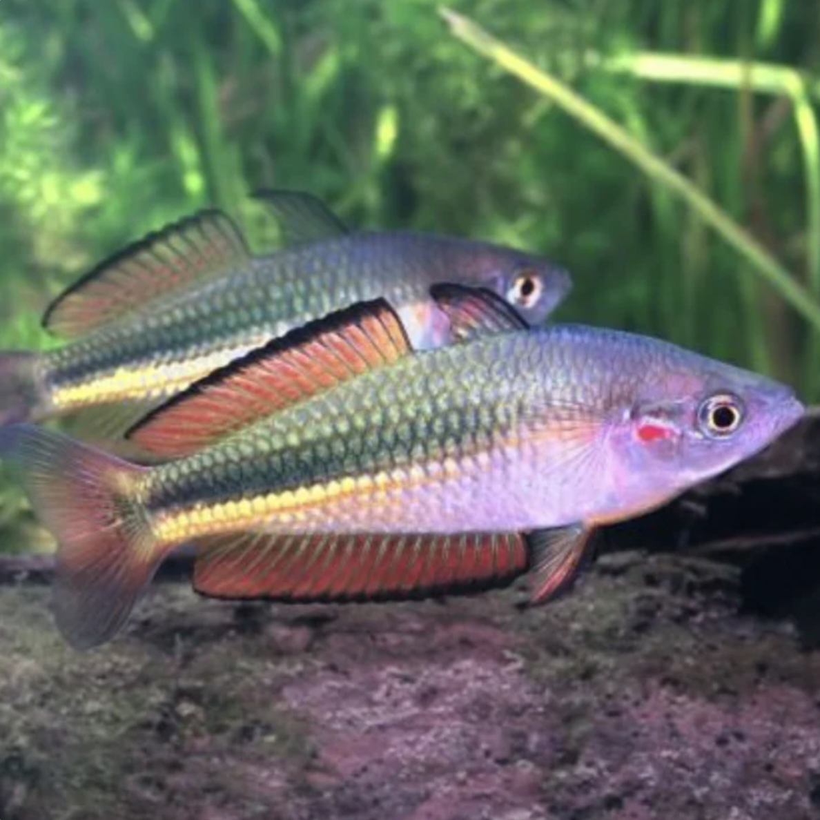 Rainbowfish - Crimson Spotted (Melanotaenia duboulayi)