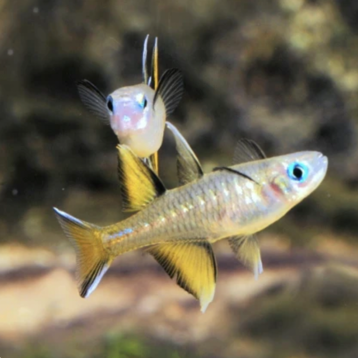 Blue Eye - Pacific (Pseudomugil signifer)