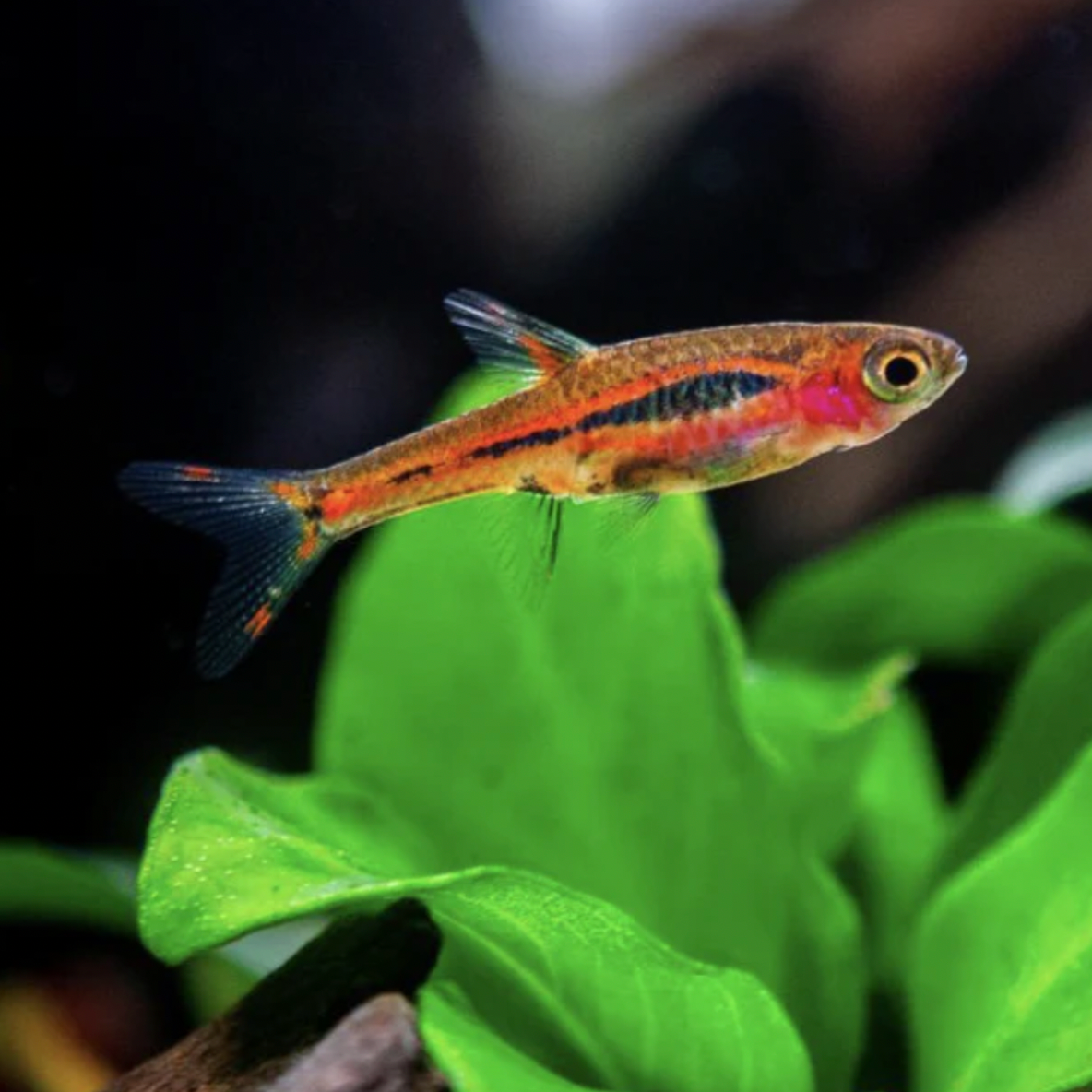 Rasbora - Chili (Boraras brigittae)