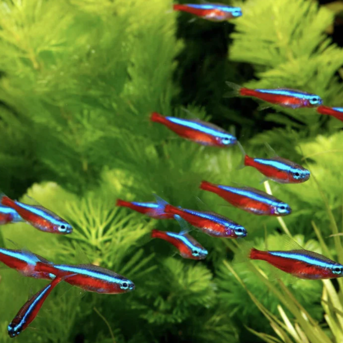 Tetra - Cardinal (Paracheirodon axelrodi)