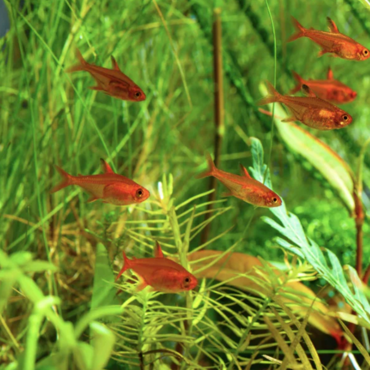 Tetra - Ember (Hyphessobrycon amandae)