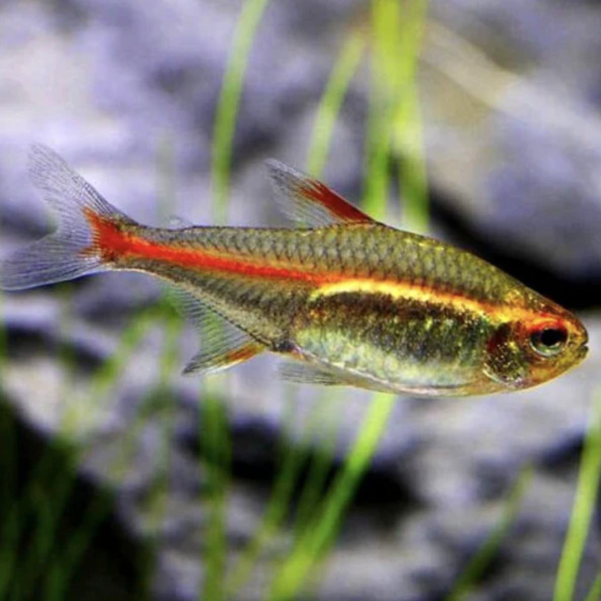 Tetra - Glowlight (Hemigrammus erythrozonus)