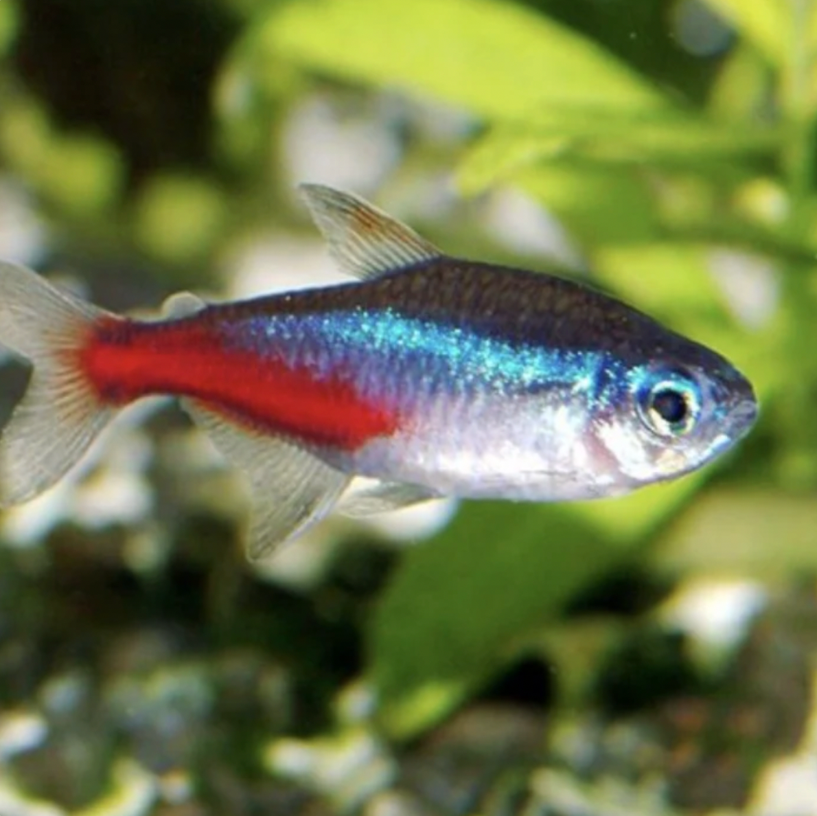 Tetra - Neon (Paracheirodon innesi)