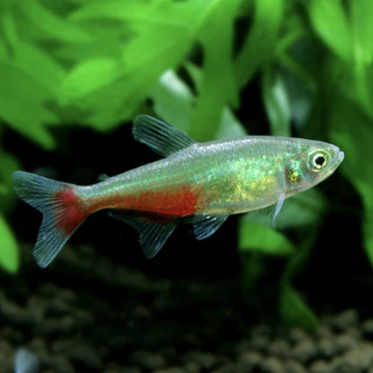 Tetra - Red Belly (Aphyocharax rathbuni)