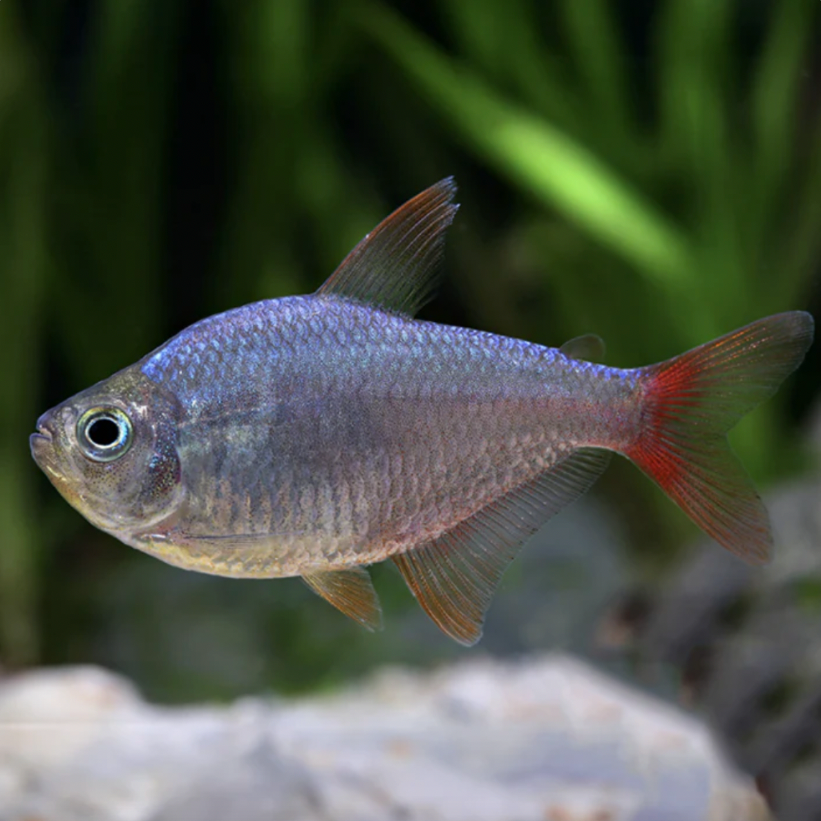 Tetra - Red Blue Columbian (Hyphessobrycon columbianus)