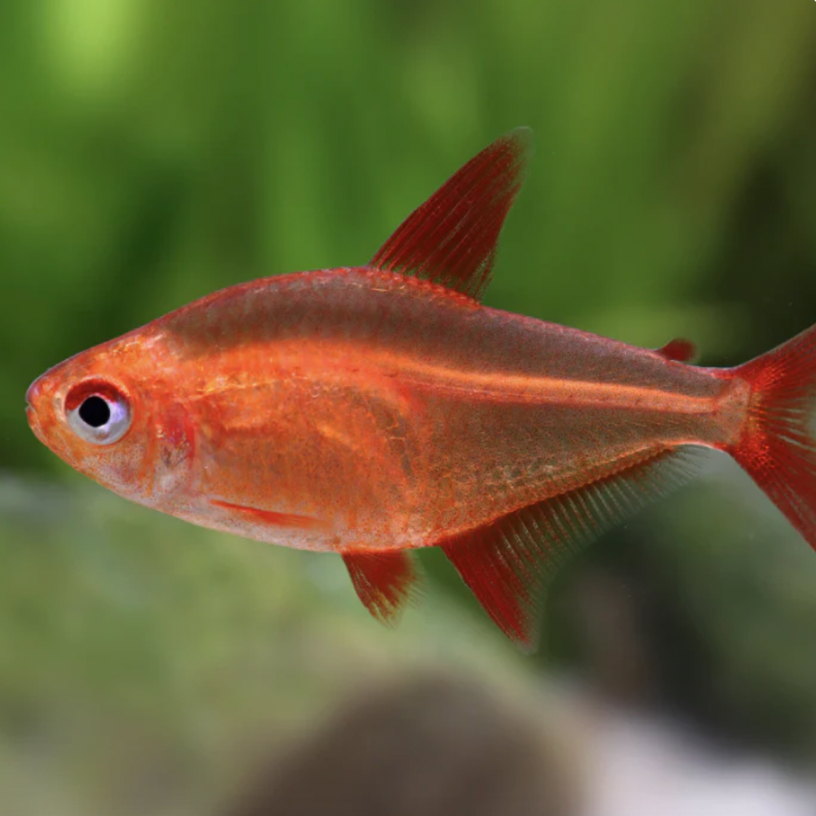 Tetra - Red Cherry Mzuel (Hyphessobrycon sp "Muzel")