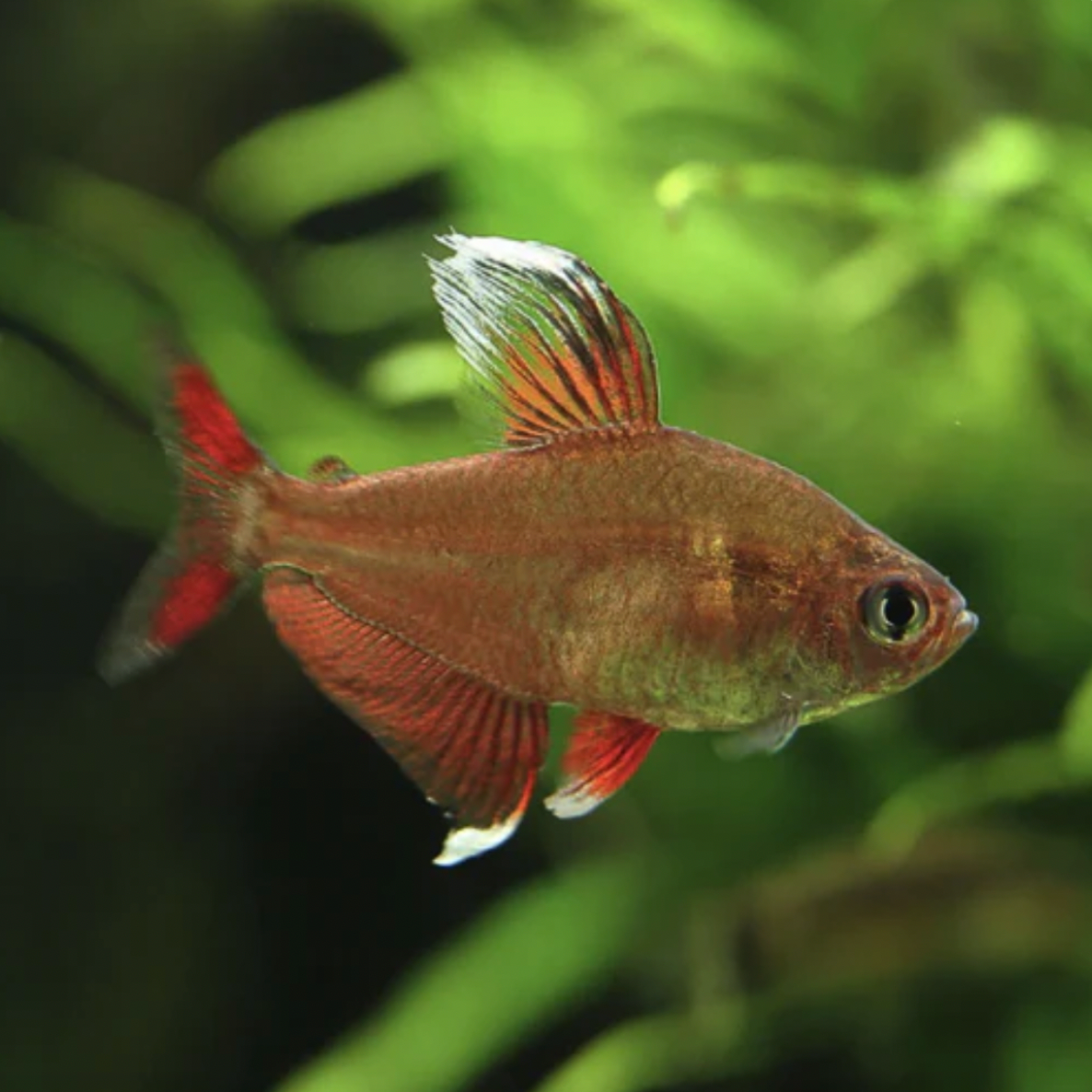 Tetra - Rosy (Hyphessobrycon rosaceus)