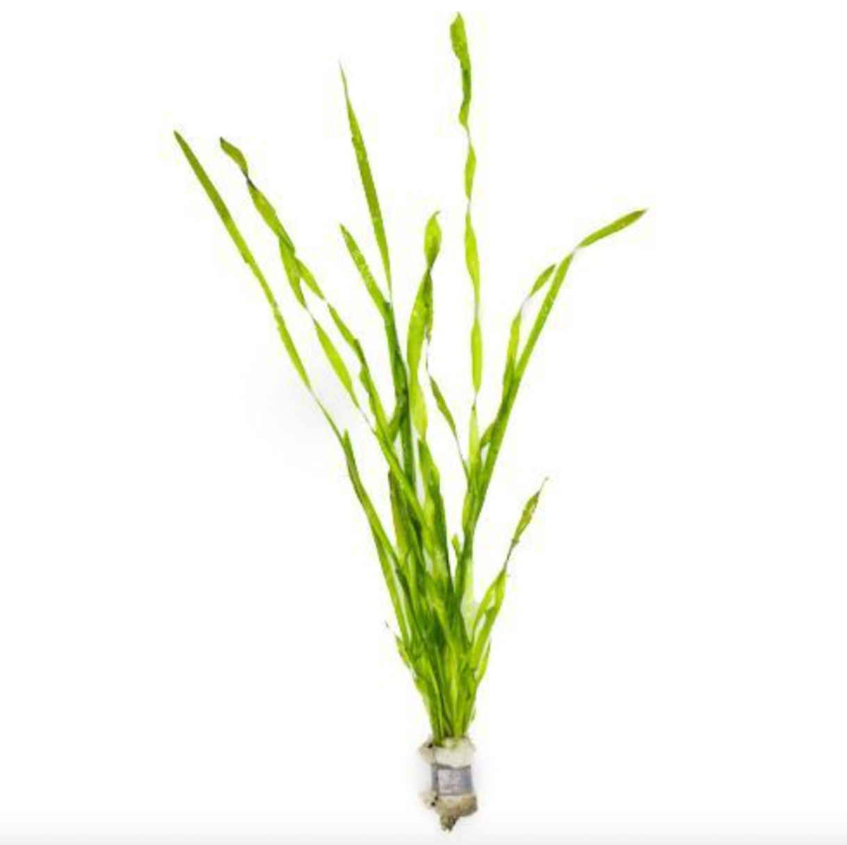 Corkscrew Vallisneria