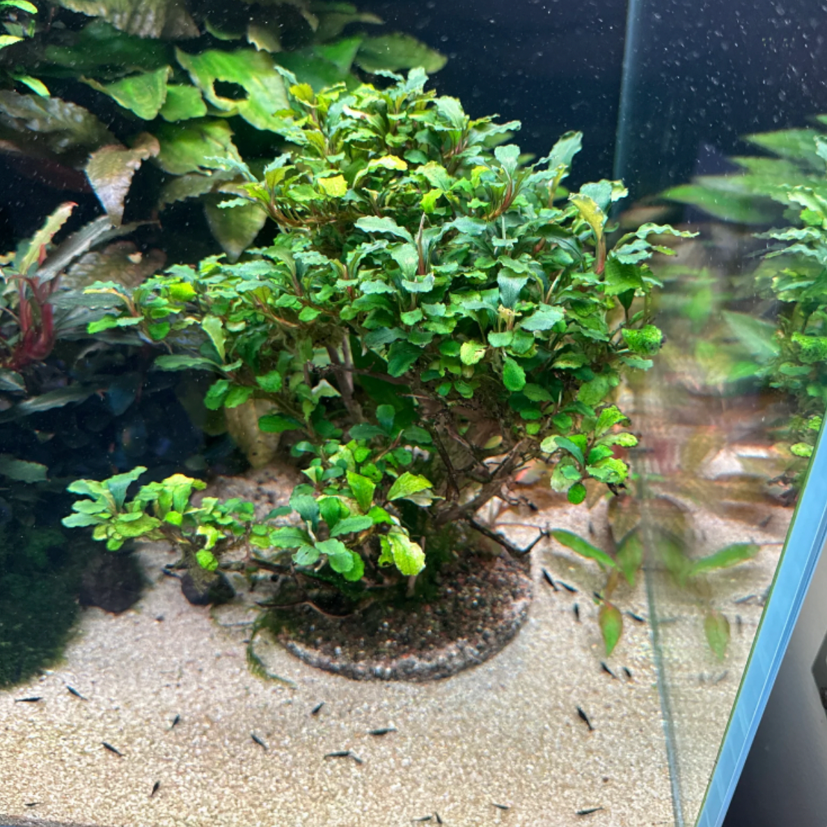 Bucephalandra tree! Rare!!