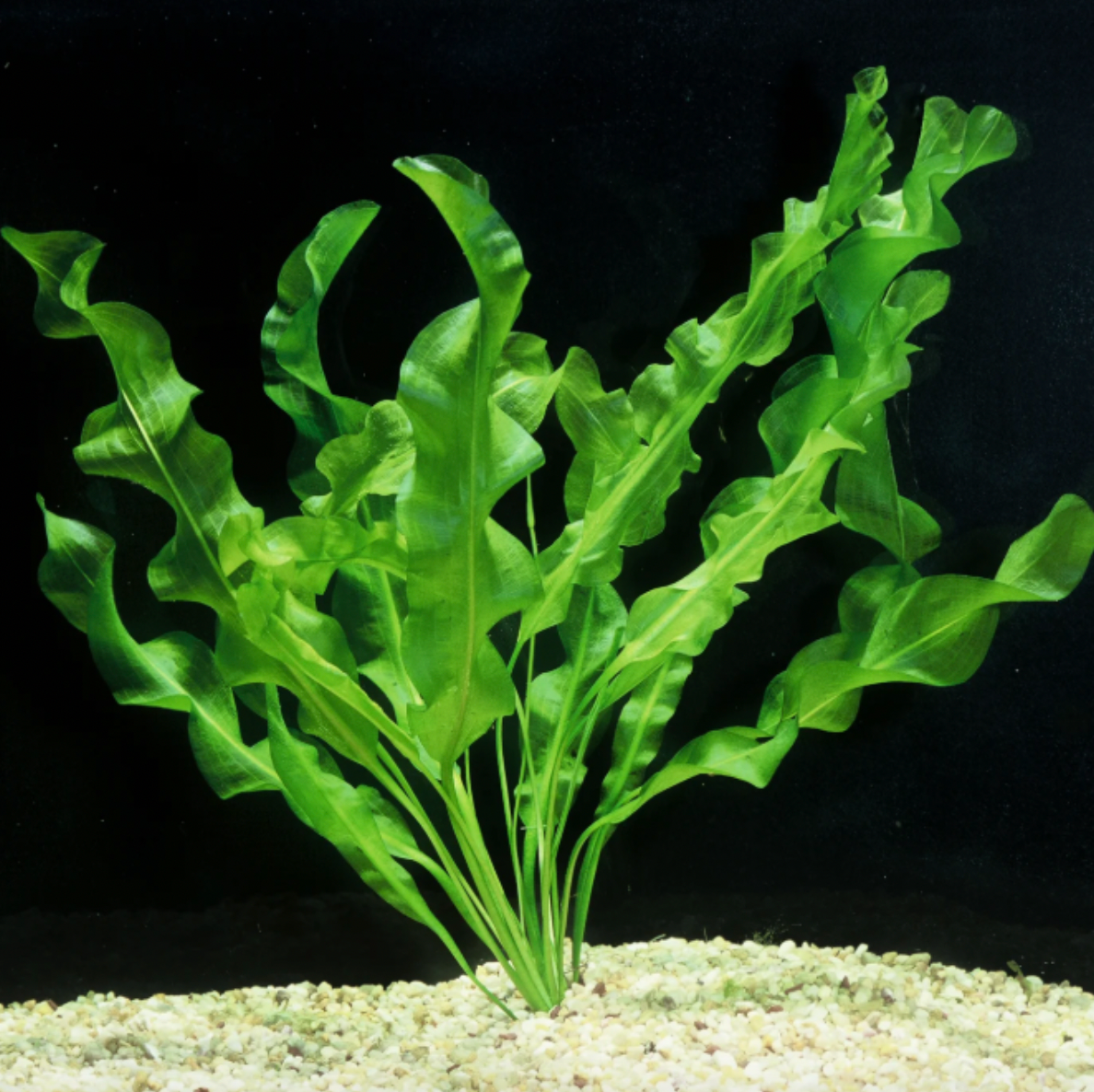 Aponogeton ulvaceus