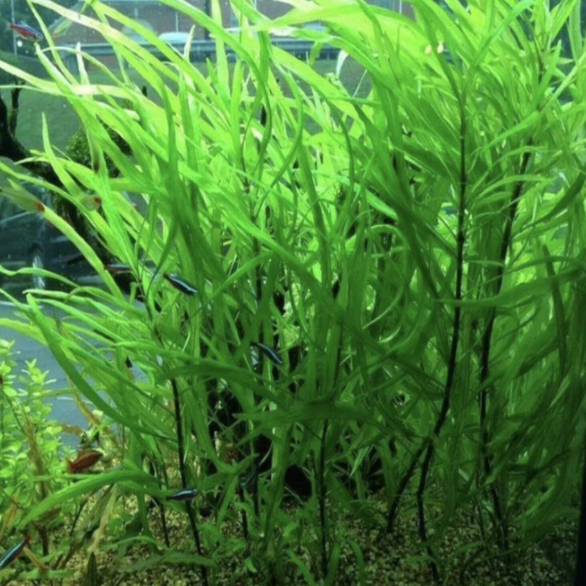 Hygrophila Salicifolia (Bunch)