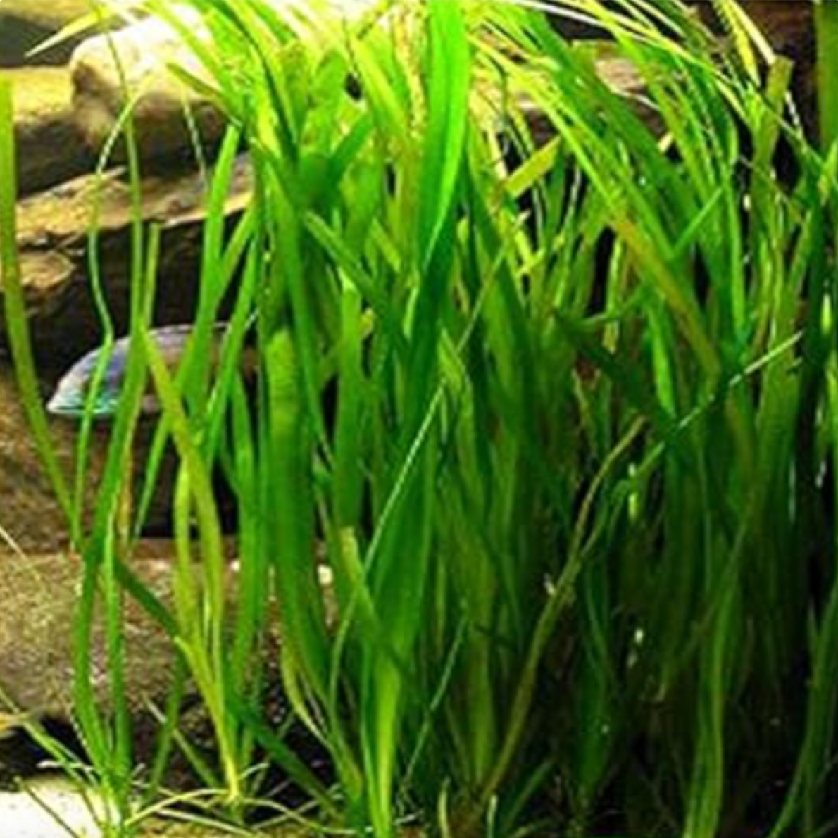 Giant Jungle Vallisneria (Single Plant)