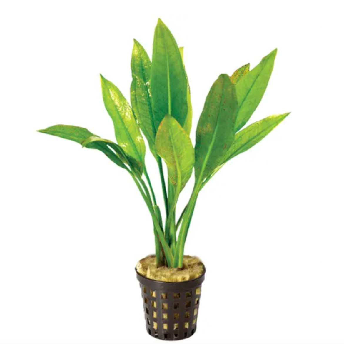Echinodorus amazonica 'Amazon sword'
