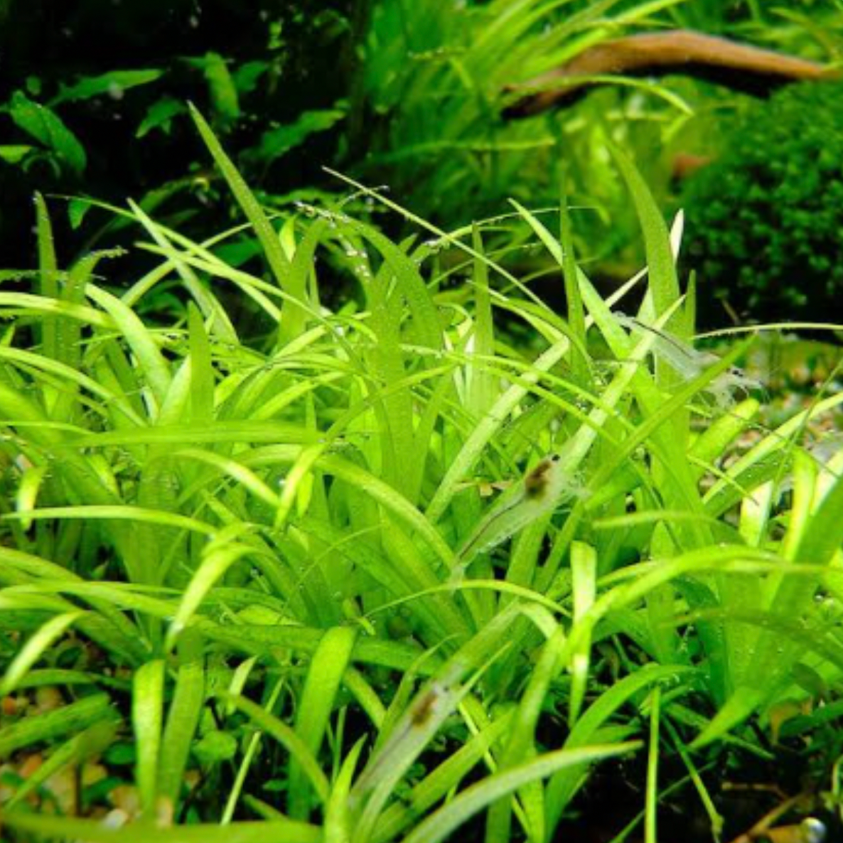 Echinodorus Tenellus Narrow - Tissue Culture (Ech. tenellus)