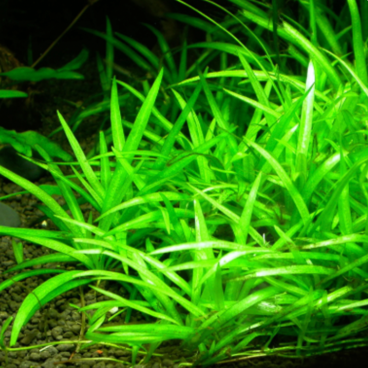 Echinodorus Quadricostatus - Tissue Culture (Ech. quadricostatus)