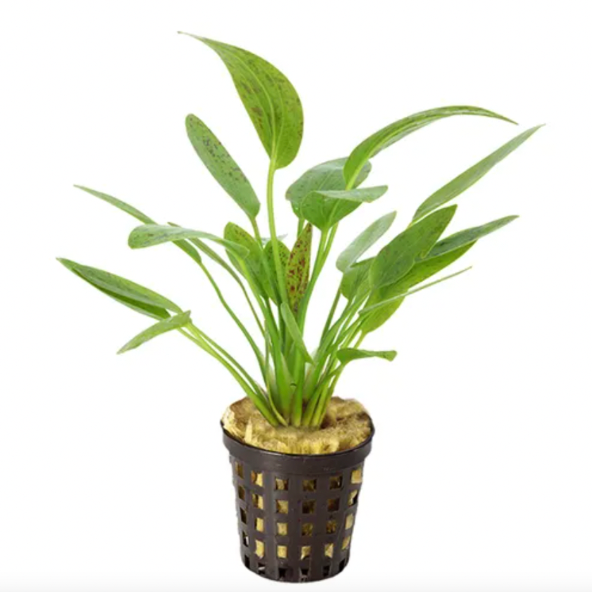 Echinodorus Ozelot Green