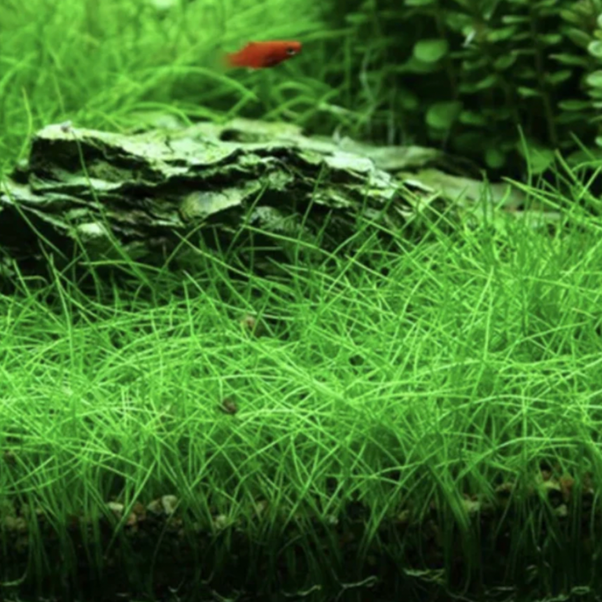 Dwarf Hairgrass - Tissue Culture (Eleocharis Acicularis)