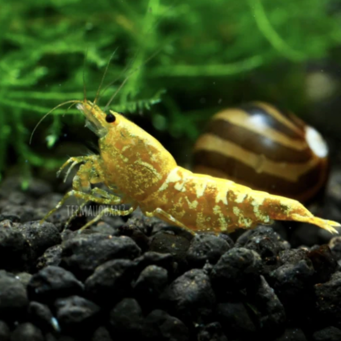 Shrimp - Yellow Pinto (Caridina sp. 'Yellow Pinto')