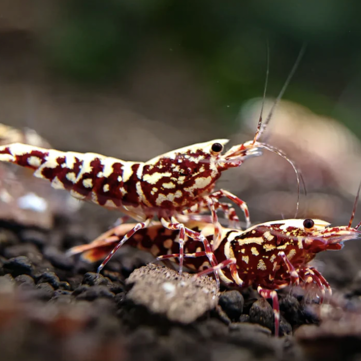 Shrimp - Red Galaxy Pinto (Caridina sp. 'Red Galaxy Pinto')