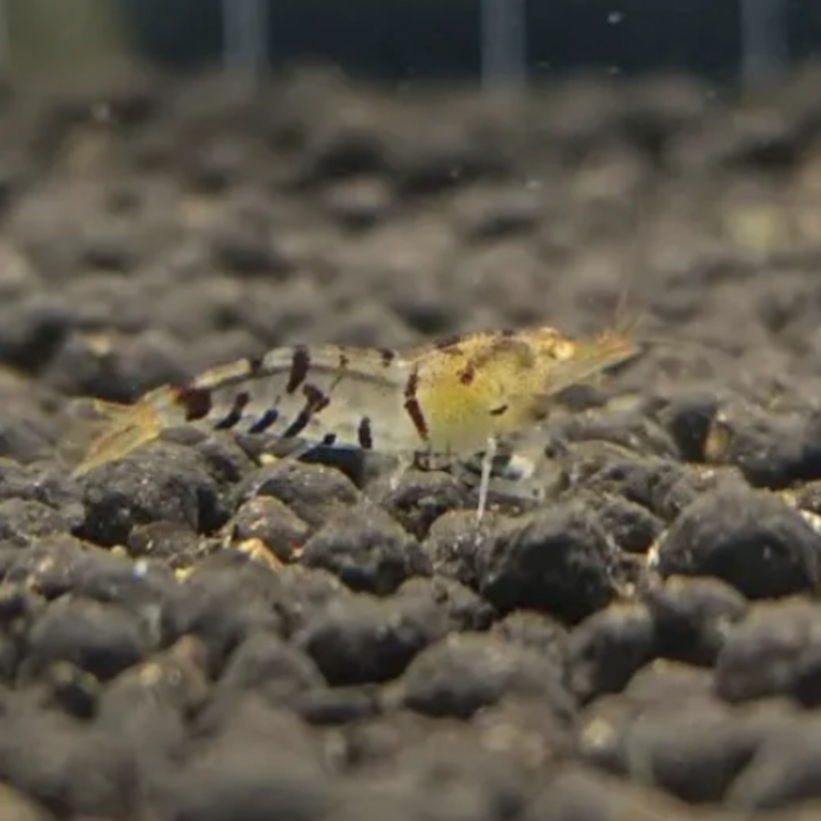 Shrimp - Orange-Eye Blonde Tiger (Caridina mariae)
