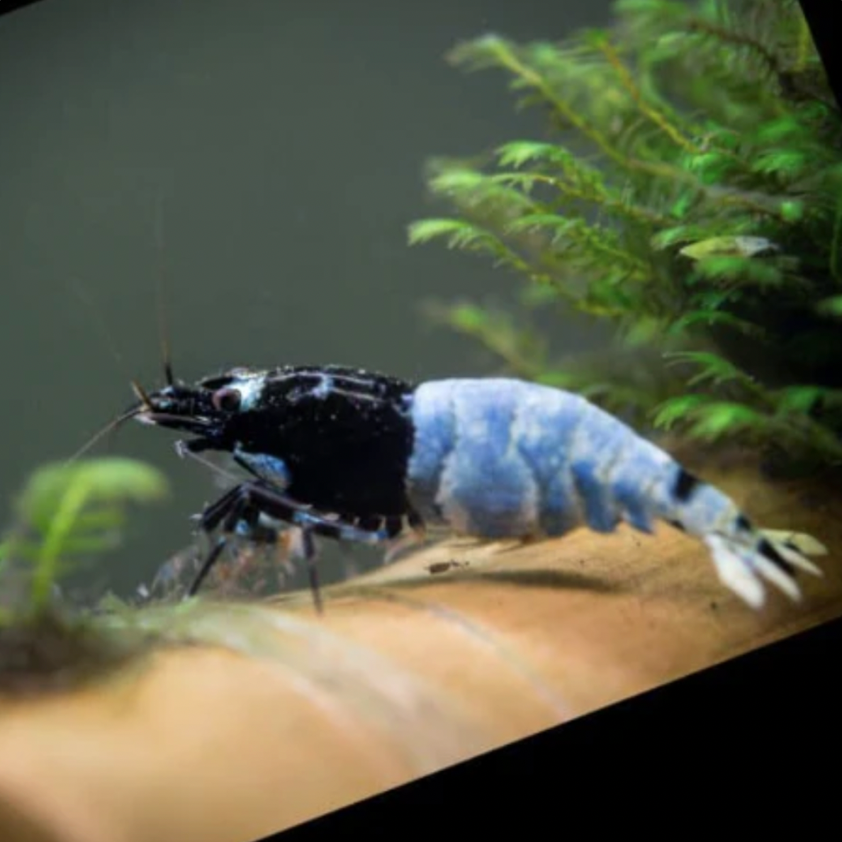 Shrimp - Mosura Blue Bolt (Caridina sp. 'Mosura Blue Bolt')