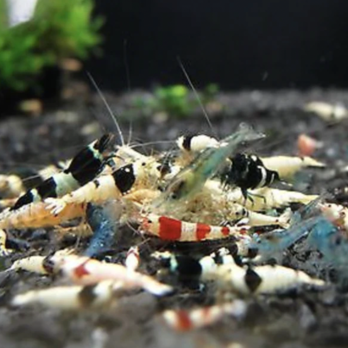Shrimp - Mixed Mischling (Caridina sp. 'Mixed Mischling')
