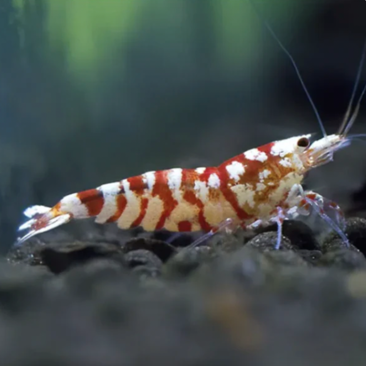 Shrimp - Fancy Red Tiger (Caridina sp. 'Fancy Red Tiger')
