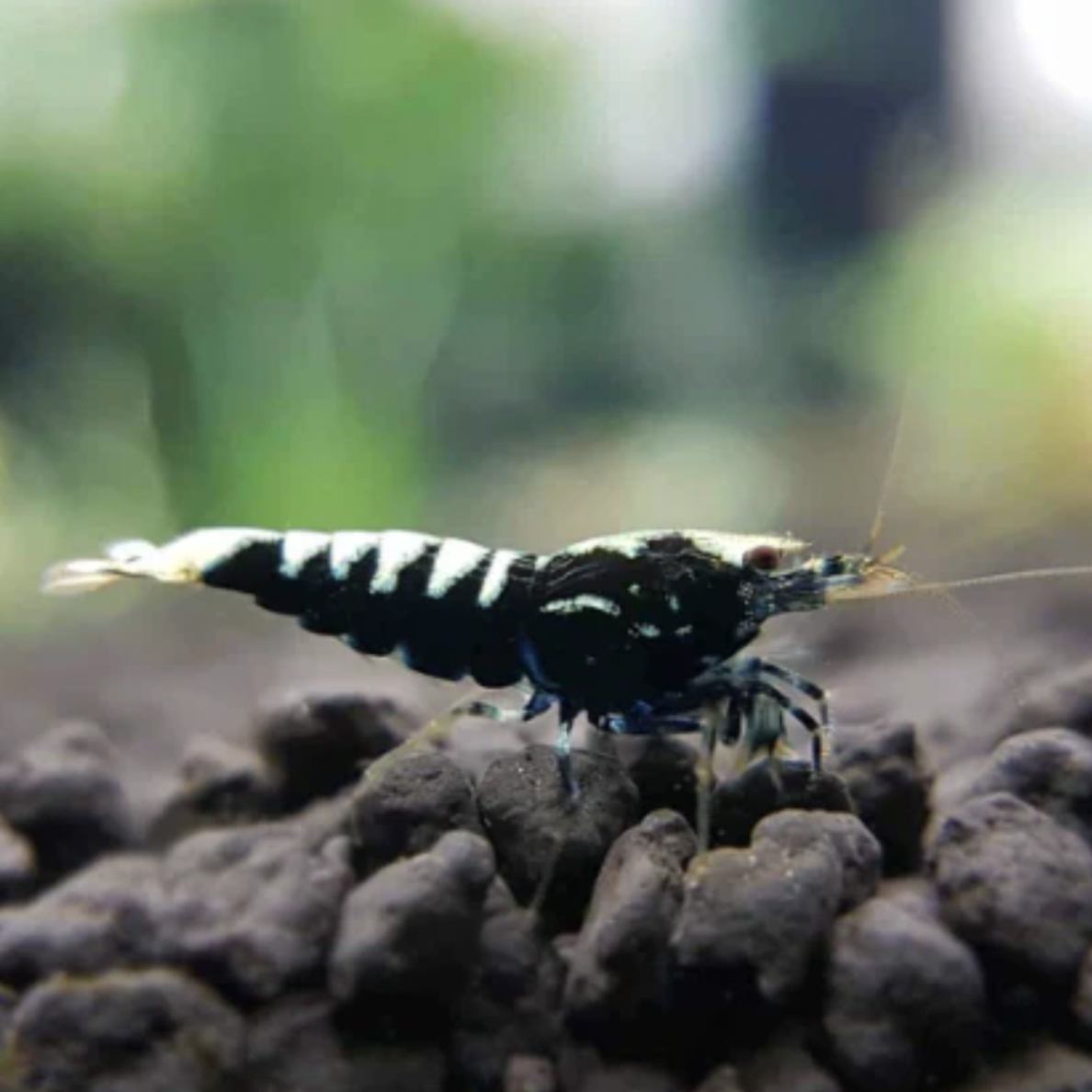Shrimp - Black Pinto (Caridina sp. 'Black Pinto')