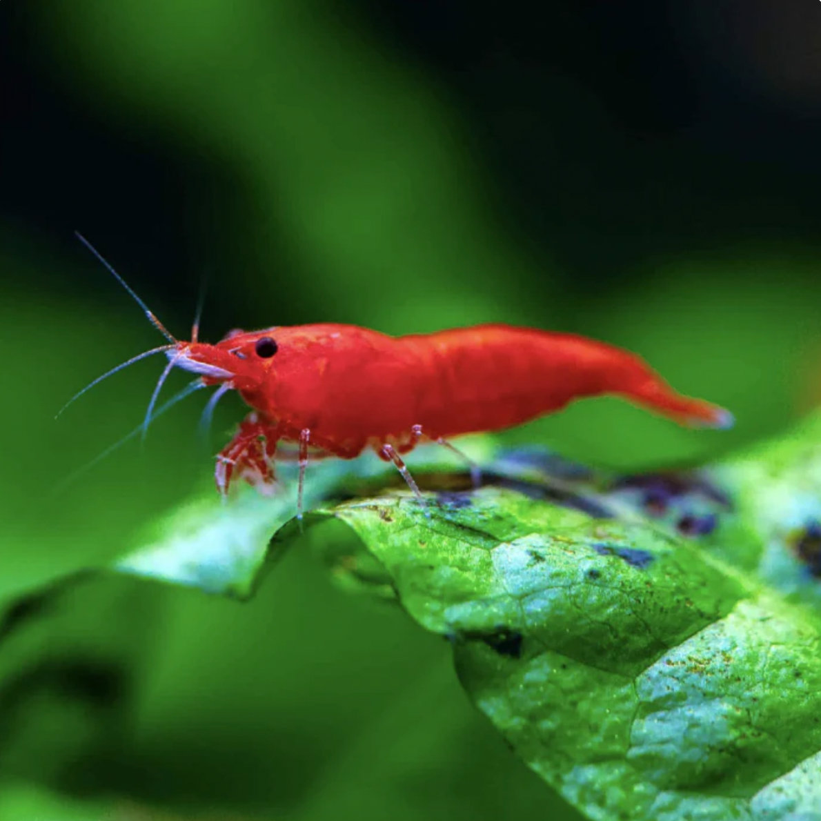 Shrimp - Fire Red Cherry (Neocaridina davidi)