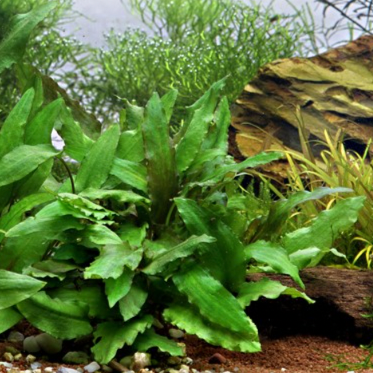 Cryptocoryne Wendtii Green - Tissue Culture (Crypt wendtii green)