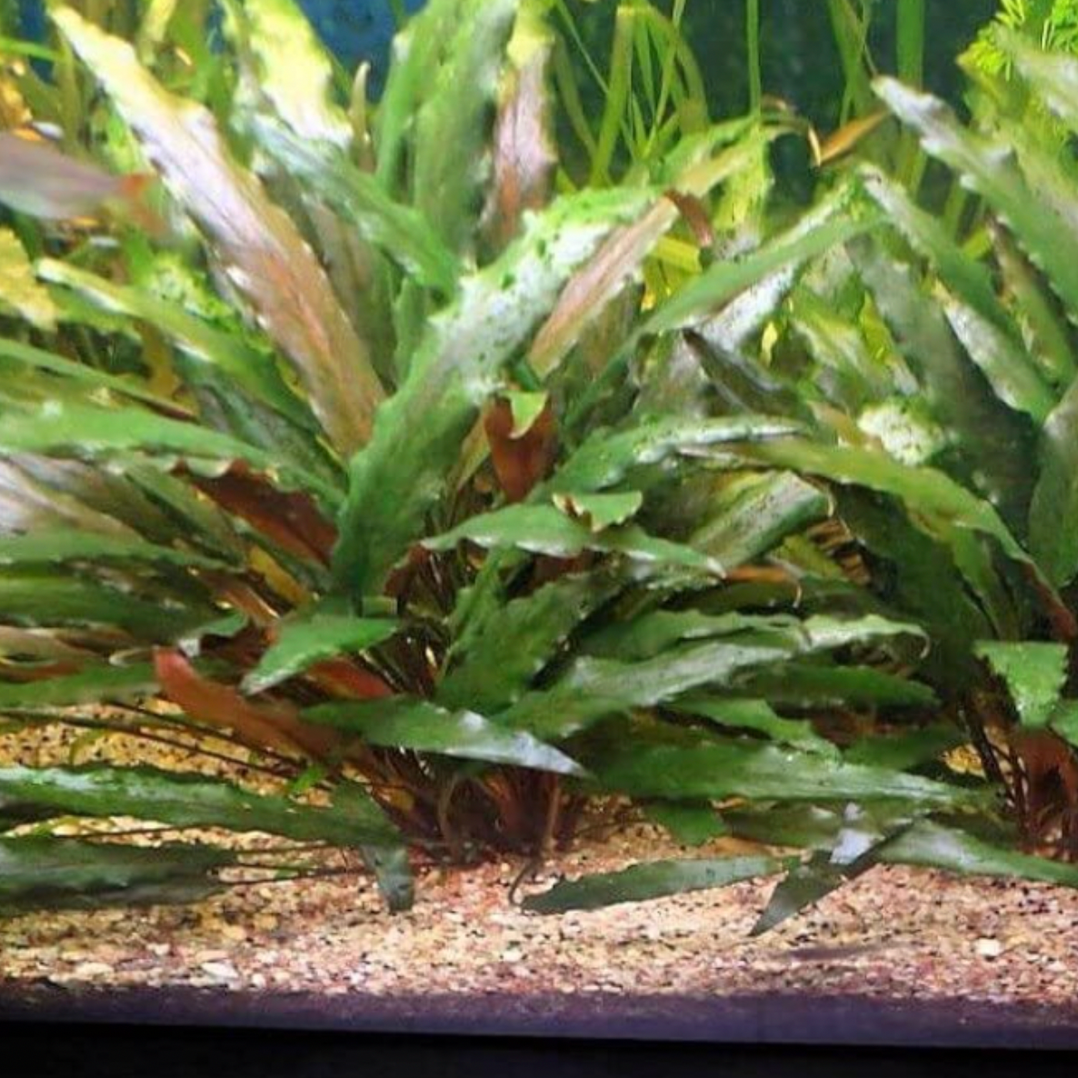Cryptocoryne Becketii - Tissue Culture (Crypt becketii)