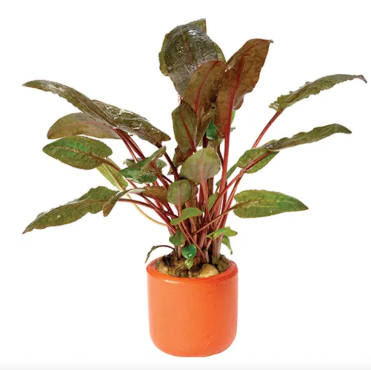 Crypt.Wendtii Tropica