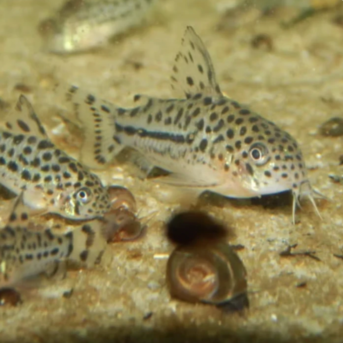 Two spotted catfish swimming near a snail on a sandy substrate.