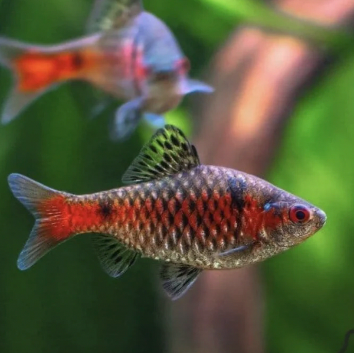 Colorful fish with red and black patterns swimming in an aquarium setting.