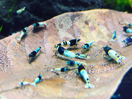 Keeping Caridina Shrimp