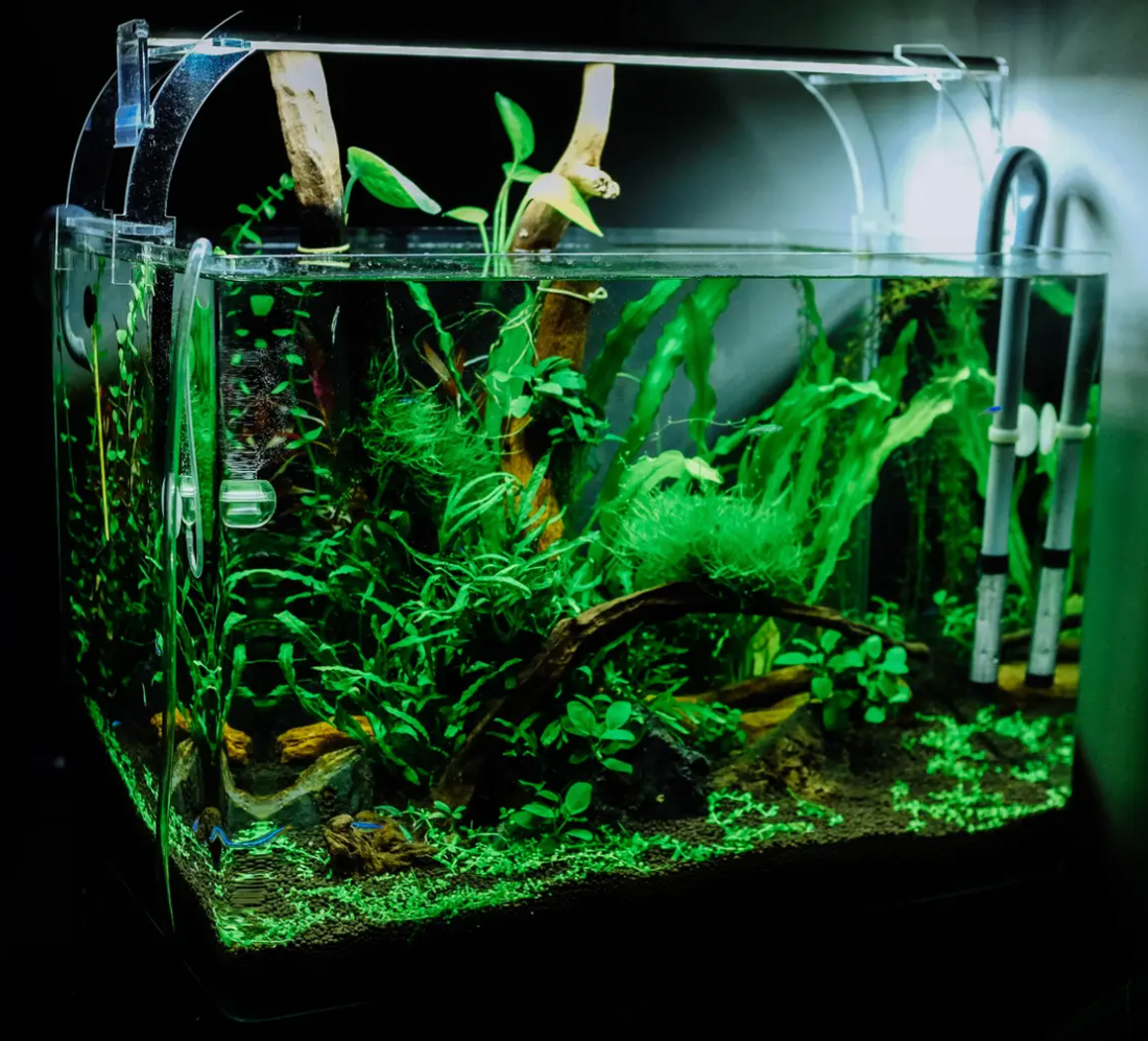 Carbon dioxide in lush green planted aquarium